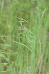 Field brome